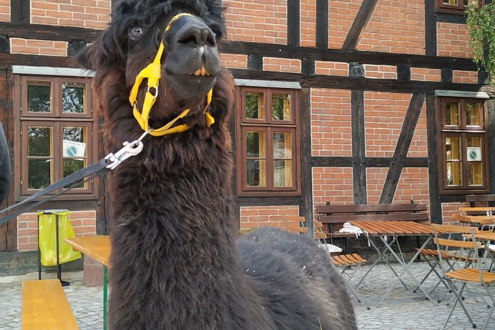 Lama