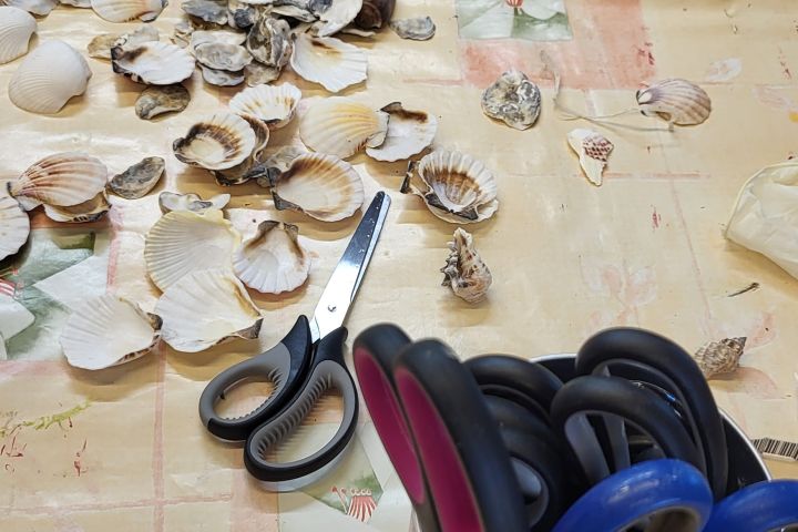 Muscheln